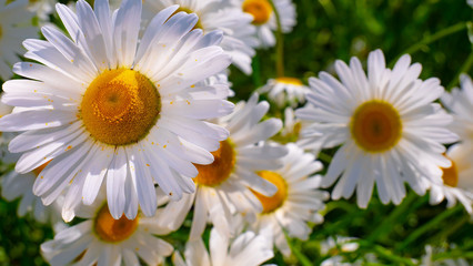 Chamomiles in the summer field close-up