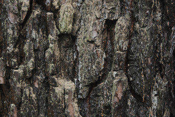 tree structure close-up