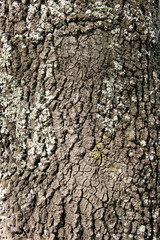 bark of tree