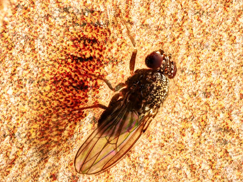Fruchtfliege Drosophilidae