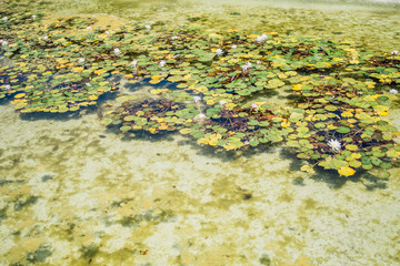 Water lilies in a pond, green floral scenery