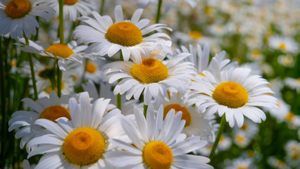 Fototapeta premium Chamomiles in the summer field close-up