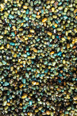 Glossy wet soaked, washed black dal beans, Urid lentils, soya, superfood   world travel food, colourful glossy gram seeds. Indian Kali Black Mung bean. Vegetarian, vegan, healthy protein and fibre