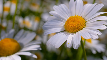 Fototapeta premium Chamomiles in the summer field close-up