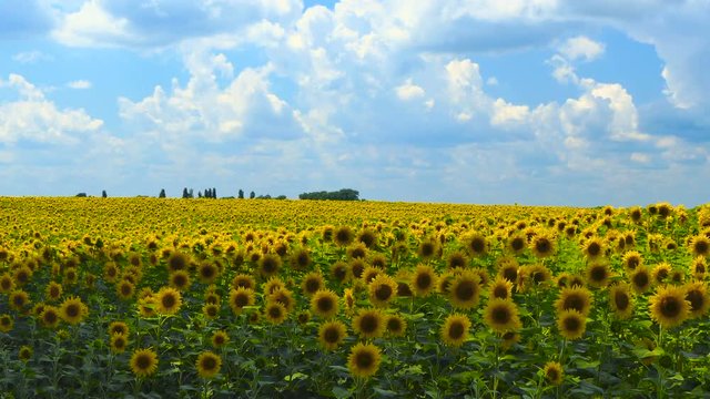 Sunflower field at day Amazing beautiful nature backgound and landscape