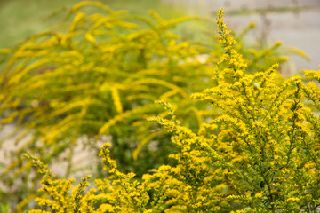 Obraz premium goldenrod