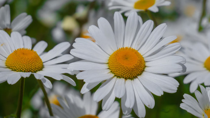 Obraz premium Chamomiles in the summer field close-up
