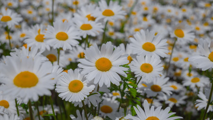 Obraz premium Chamomiles in the summer field close-up