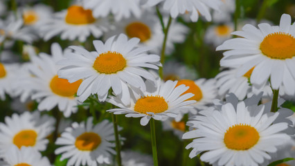 Chamomiles in the summer field close-up