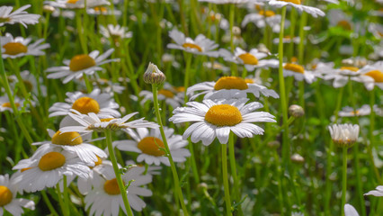 Chamomiles in the summer field close-up