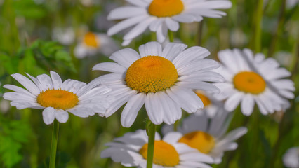 Chamomiles in the summer field close-up