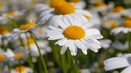 Fototapeta premium Chamomiles in the summer field close-up