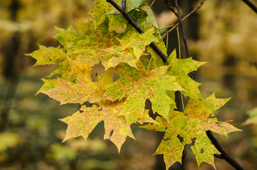 Beautiful yellow-green maple leaves on a branch in an autumn forest, macro, selective focus