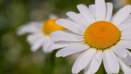 Chamomiles in the summer field close-up