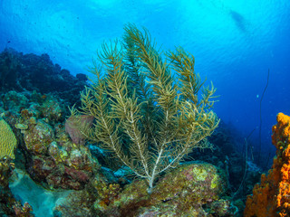 Fototapeta na wymiar Curacao Underwater