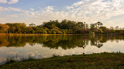 Bird in the Lake