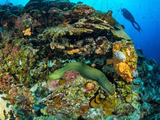 Tauchen in Curacao