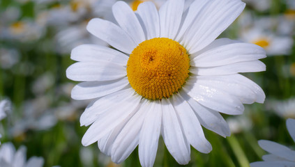 Chamomiles in the summer field close-up