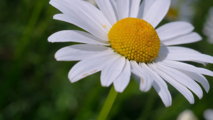 Fototapeta premium Chamomile flowers in the summer field