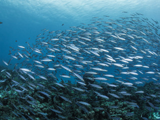Fototapeta na wymiar Curacao Underwater