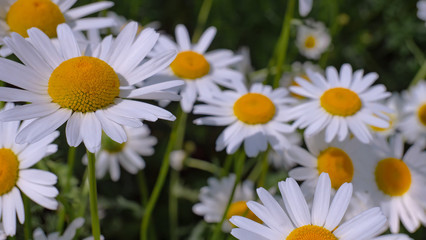 Chamomile flowers in the summer field