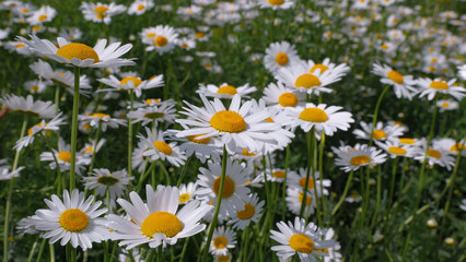 Fototapeta premium Chamomiles in the summer field close-up