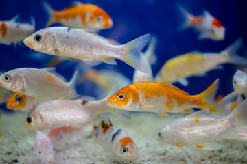 Naklejka premium fish in the aquarium eminonu istanbul