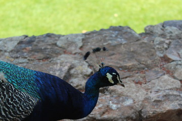 Fototapeta premium peacock
