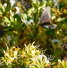 Pipe Vine Swallowtail Butterfly in Flight Among the Honeysuckle Flowers