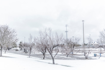 Winter Tree