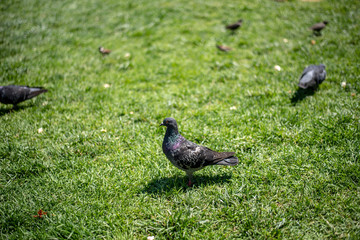pigeon on the grass