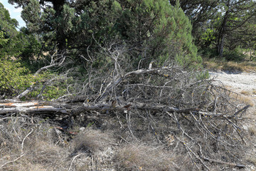 Fallen dried juniper tree in the forest near the road