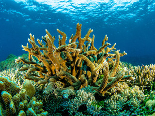 Fototapeta na wymiar Critters und Corals