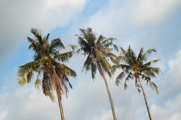 Fototapeta na wymiar View on the coconut palm trees on a background of a blue cloudy sky.