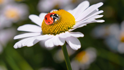 Fototapeta premium Ladybug on a camomile close-up in a summer field.