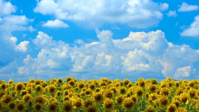 Sunflower field at day Amazing beautiful nature backgound and landscape