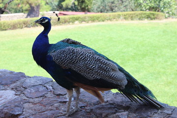 peacock
