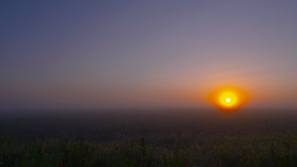 Red wild poppy flower in a field at sunrise