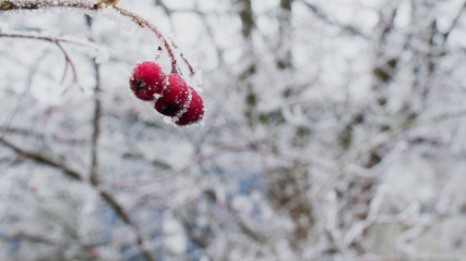Frozen Berry