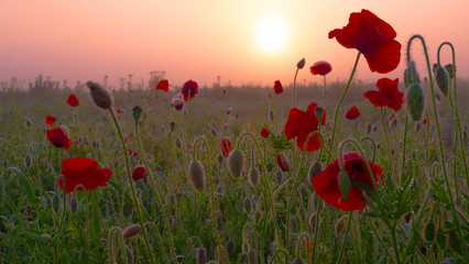 Plakat Red wild poppy flower in a field at sunrise