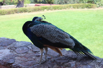 peacock