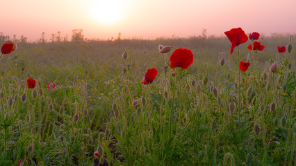 Red wild poppy flower in a field at sunrise