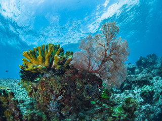 Nunukan Island Borneo and the Underwater World