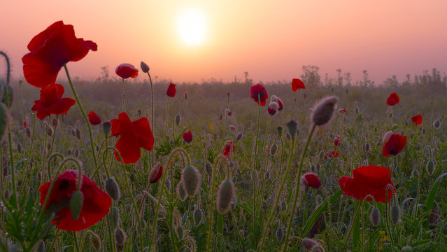 Red wild poppy flower in a field at sunrise © Karnav