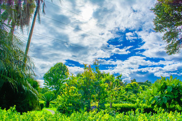 Beautiful view of the garden with a big blue sky and clouds