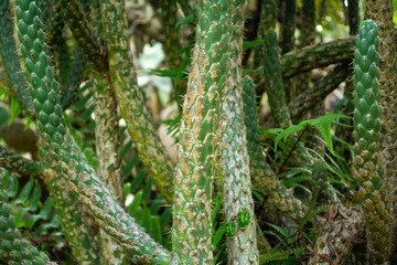 Long cactus of different types with texture close up
