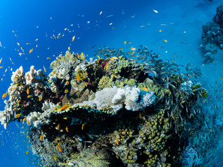 Fototapeta na wymiar Tauchen im Roten Meer