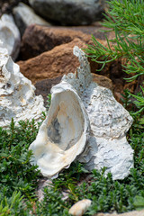 Wild oysters shells in sea salted water near Goedereede, Zeeland, Netherlands