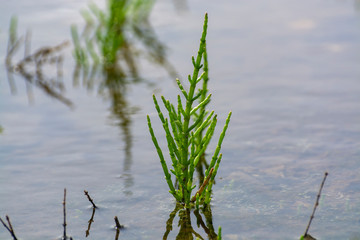 Salicornia edible plants grow in salt marshes, beaches, and mangroves, calles also glasswort, pickleweed, picklegrass, marsh samphire, mouse tits, sea beans, samphire greens or sea asparagus.