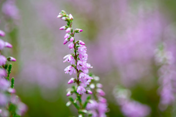 Blossom of heather plant in Kempen forest, Brabant, Netherland